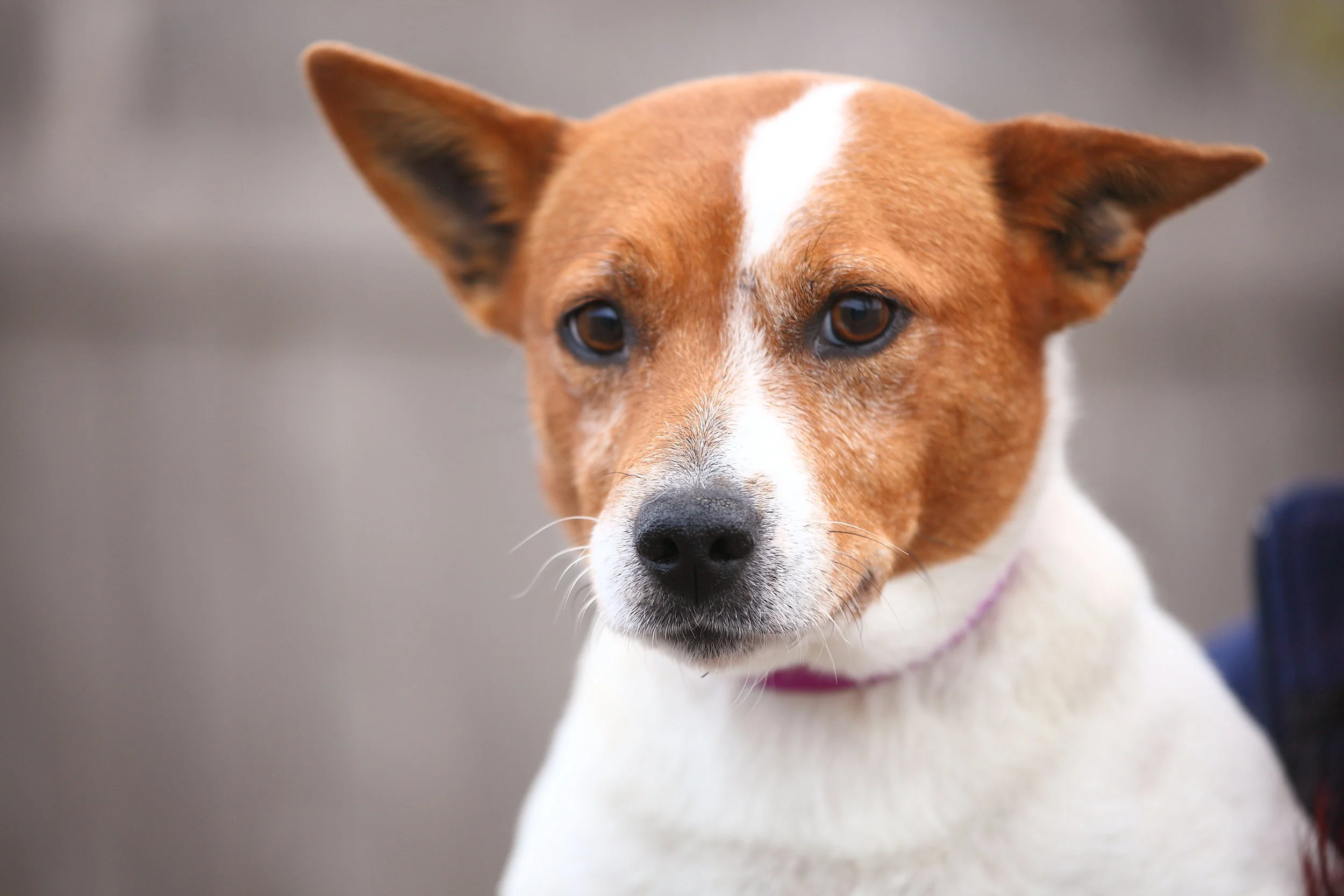 Animal Lifeline of Iowa 