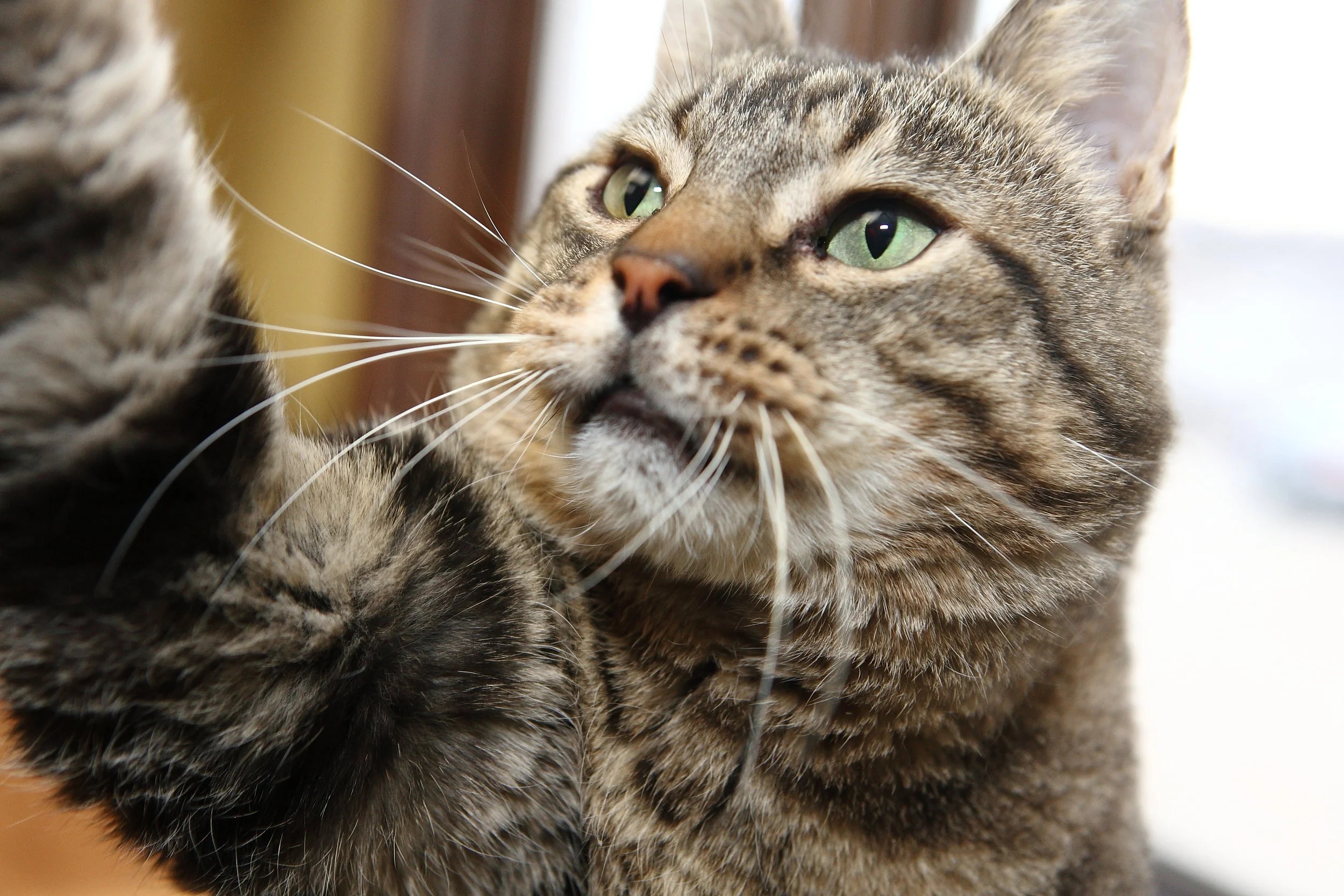 Animal Lifeline of Iowa