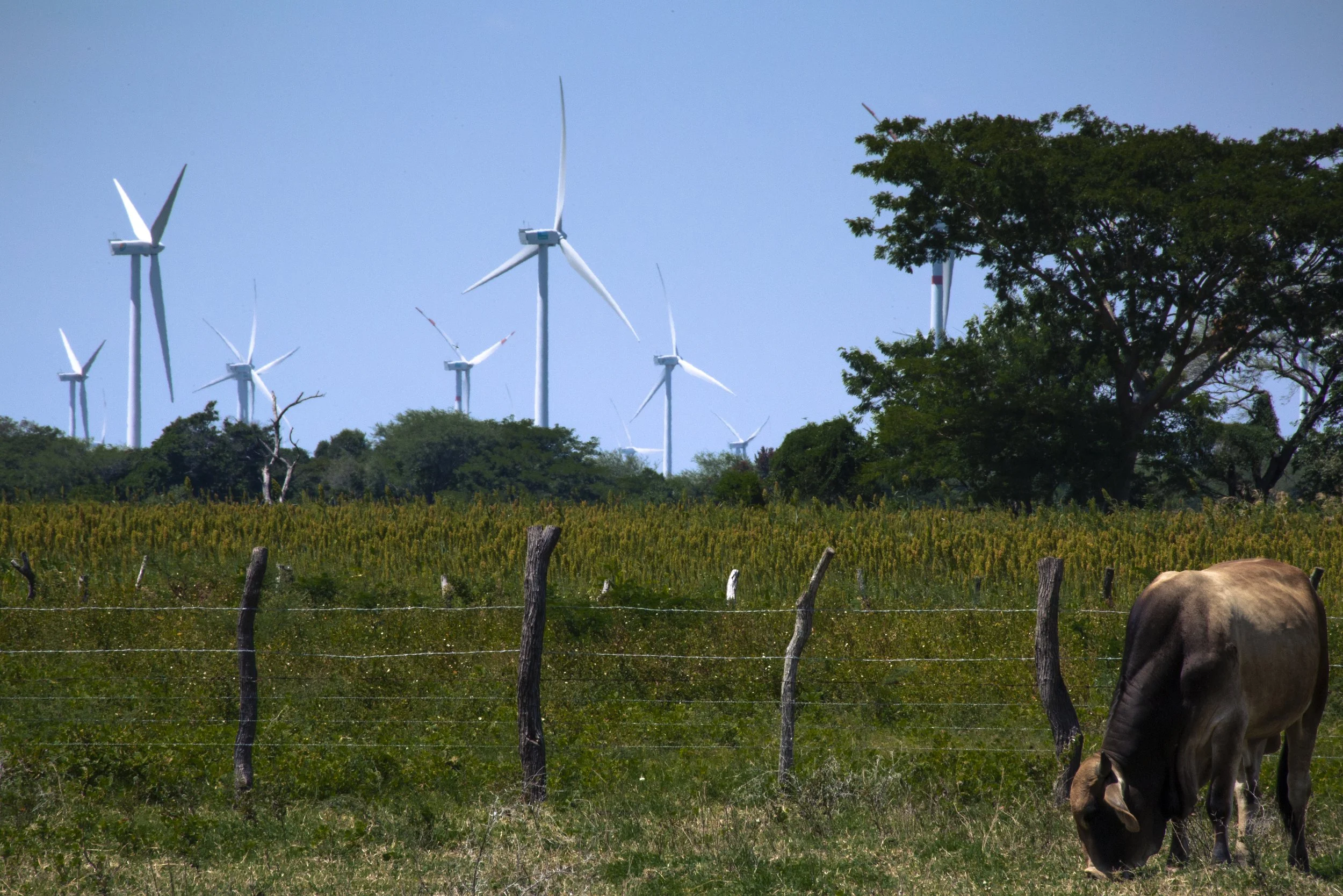 UN experts call on all Électricité de France (EDF) key stakeholders to uphold their human rights obligations in the development of a wind-farm in Unión Hidalgo, Mexico