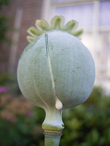 Poppy.fruit.JPG.png