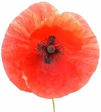 Poppy.jpg