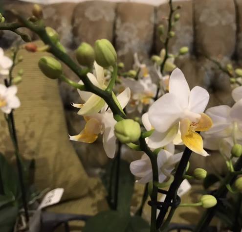 Chadwick &amp; Son Orchids