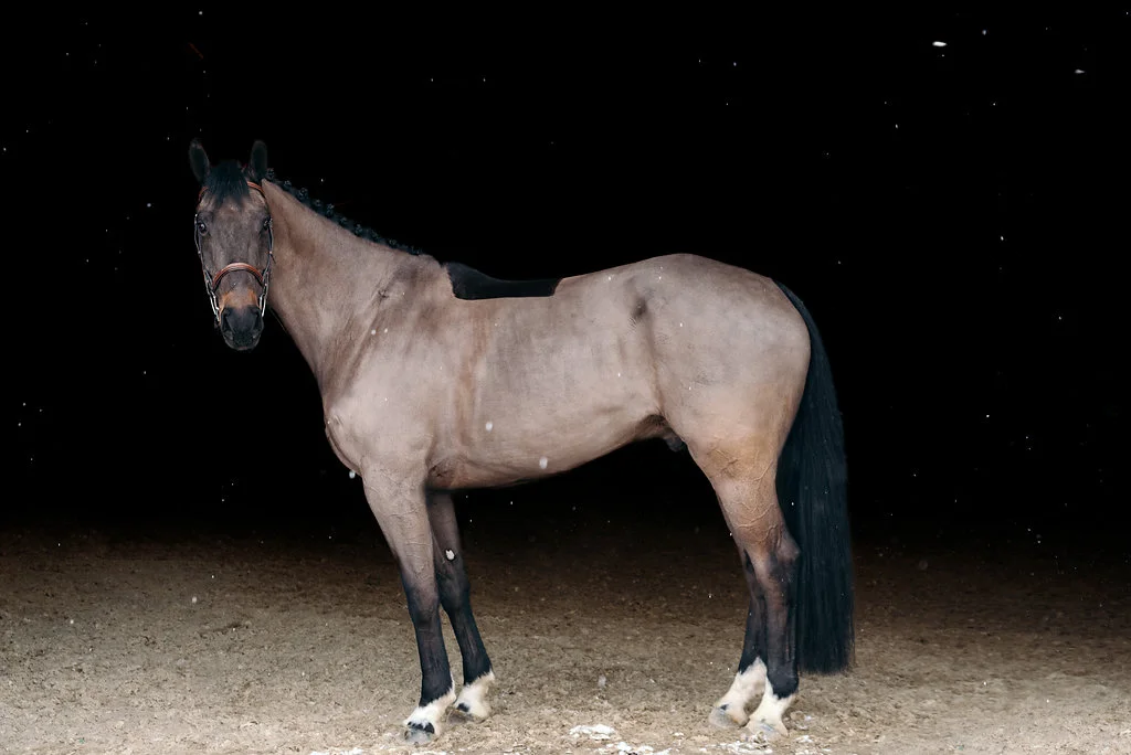 Enigma KVS