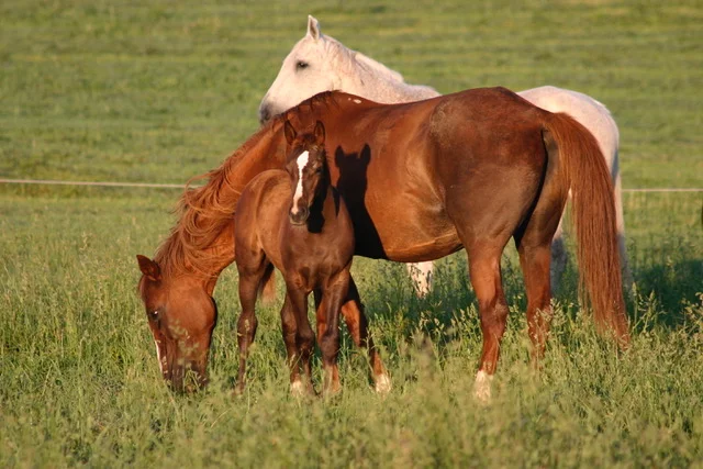 Obligeant with 2007 foal Cameleon, by Emillion
