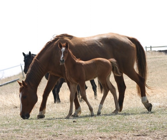 Obligeant with 2007 foal Cameleon, by Emillion