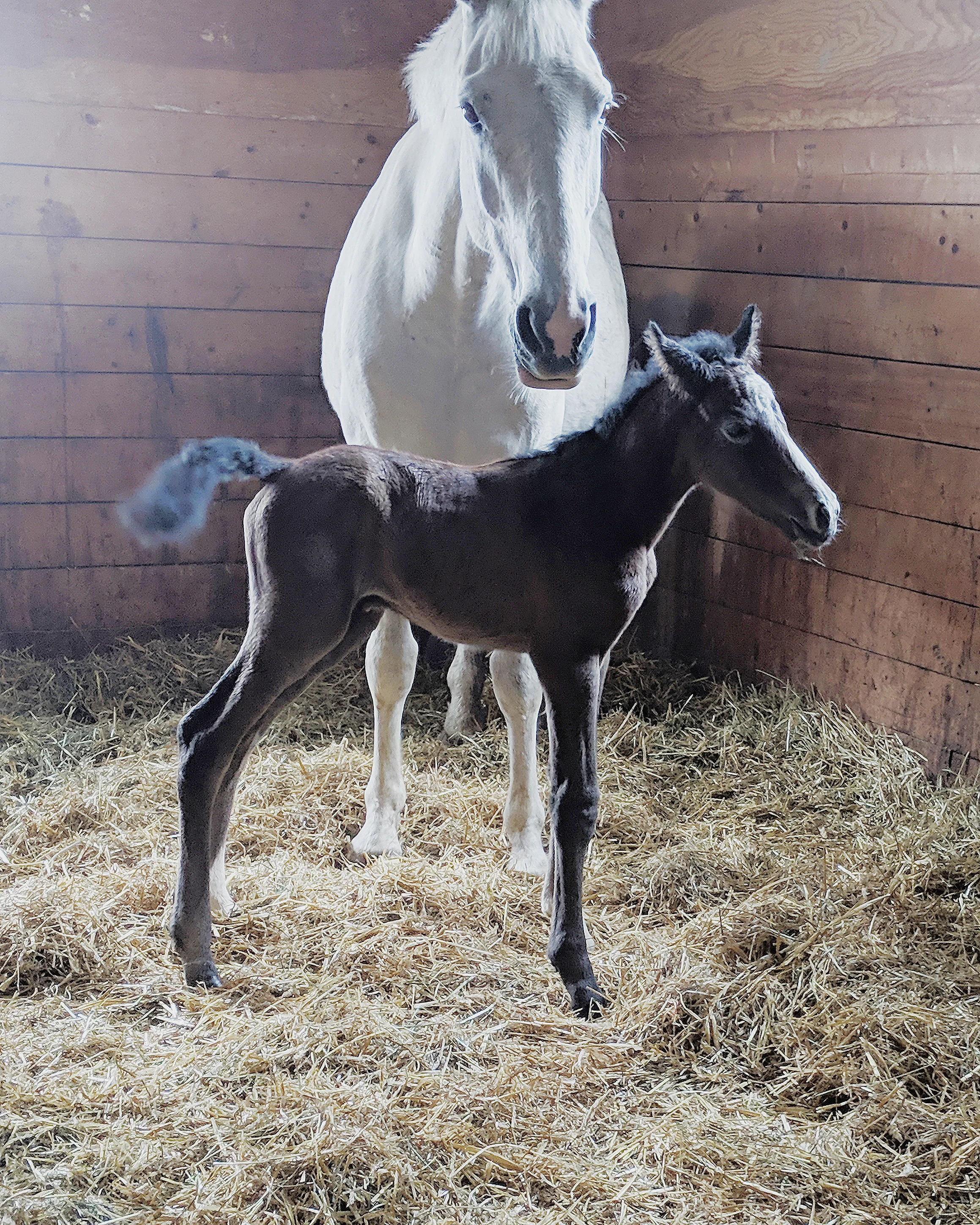 First time standing! Early morning April 27