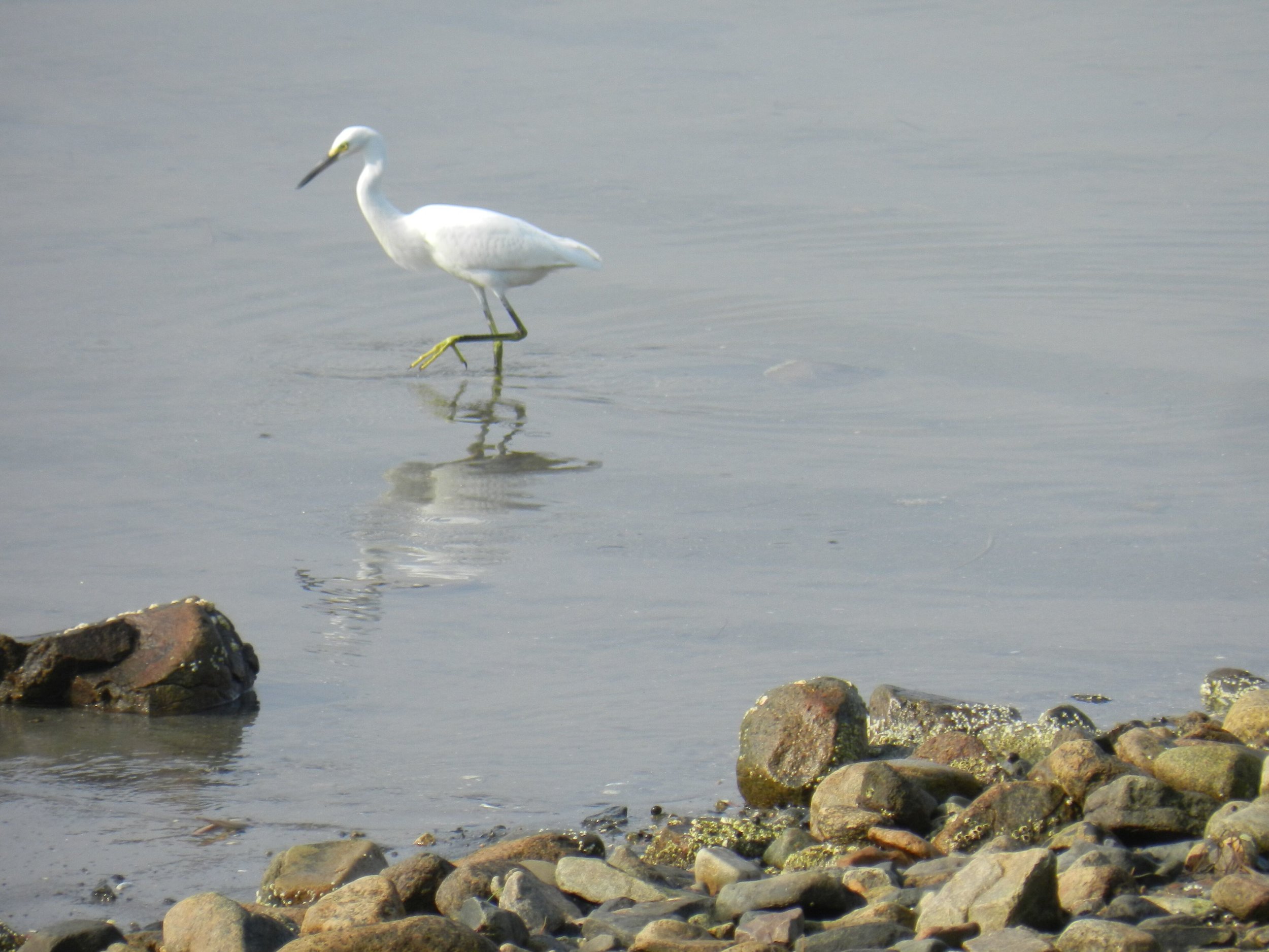  Avian visitors to the estate include snowy egrets, belted kingfishers, and bald eagles 