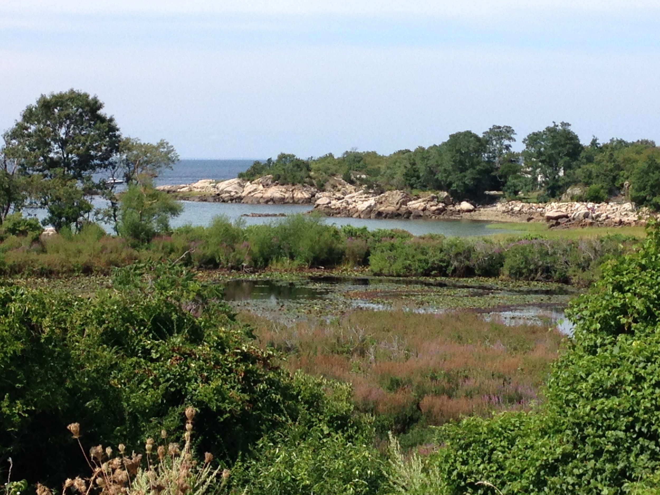  The freshwater pond is a habitat for turtles, frogs, dragonflies, red-winged blackbirds, and herons. 