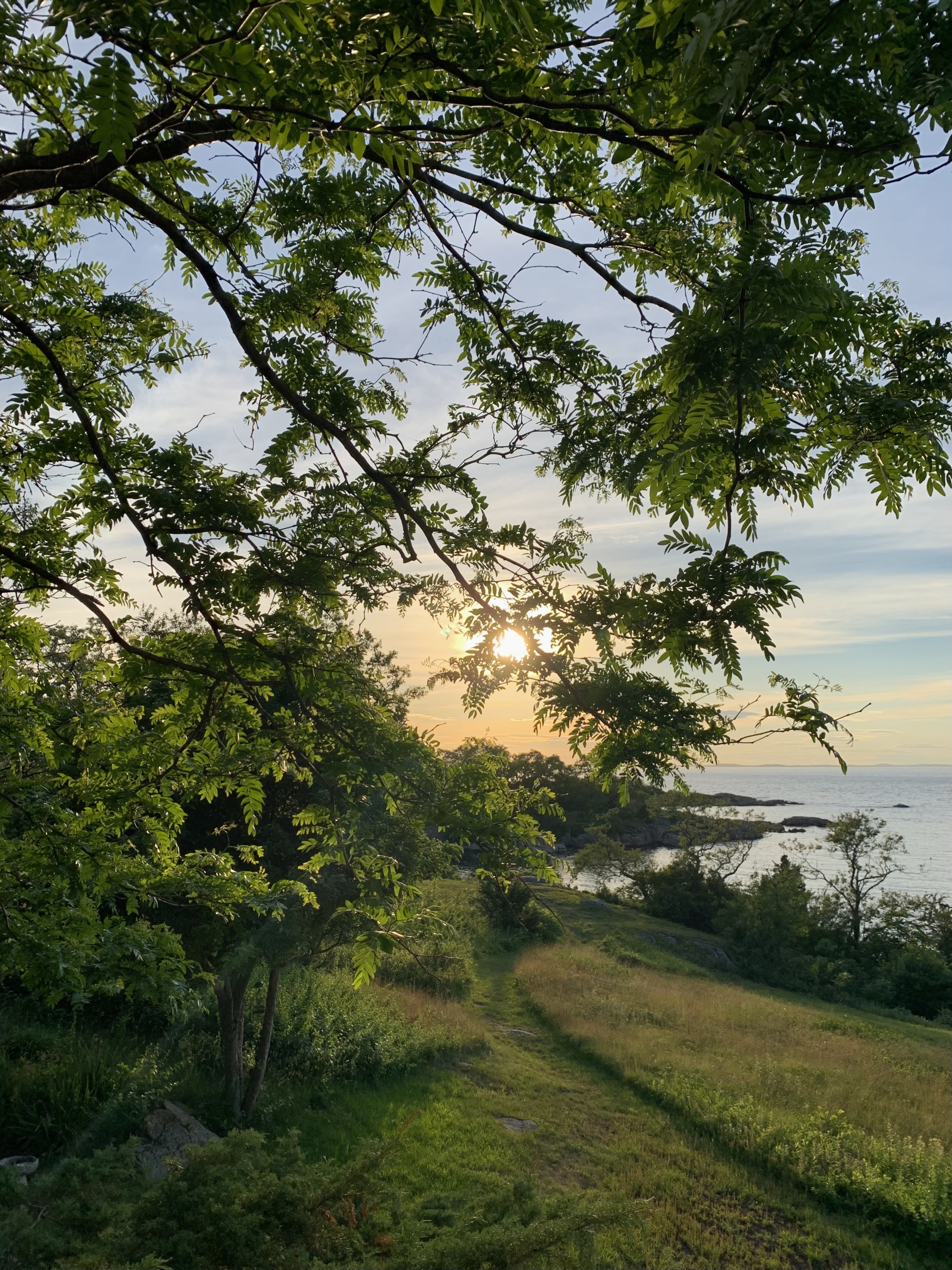  An evening view through locust-tree branches 