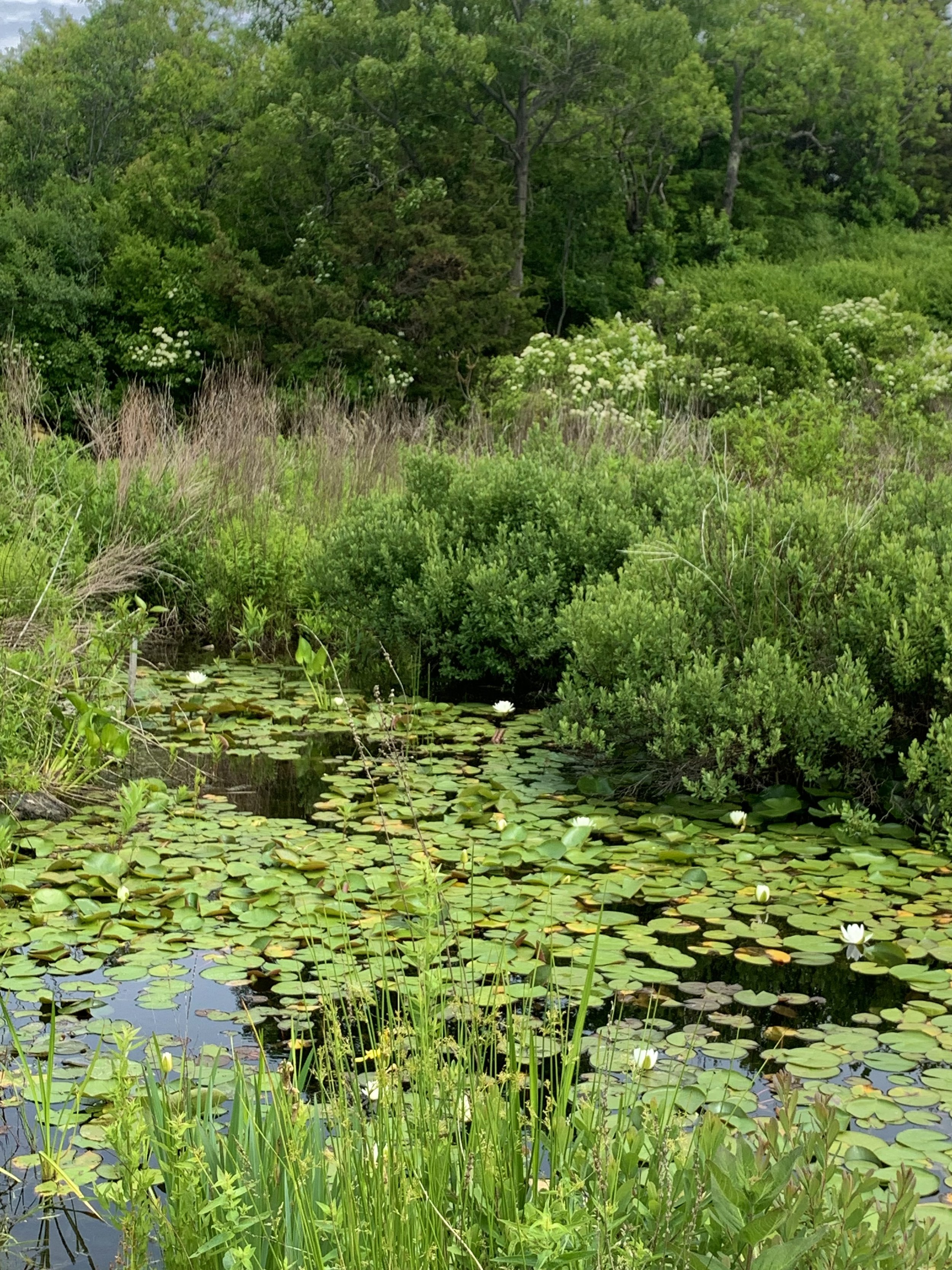  Lilypads cover much of the pond surface 