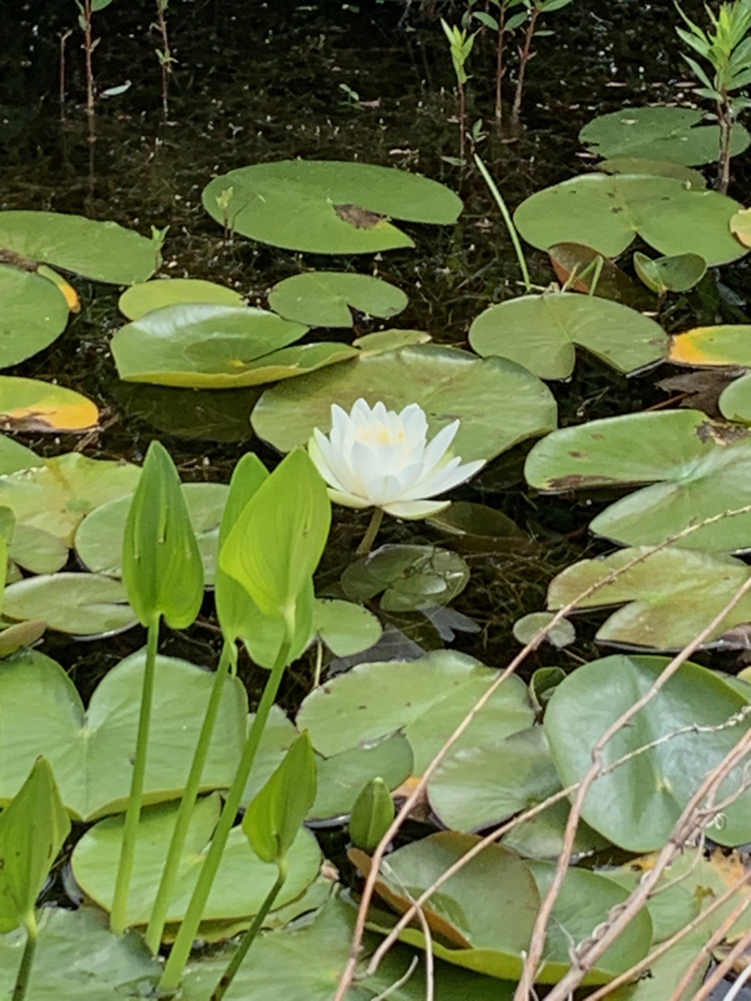  A blossoming waterlily 