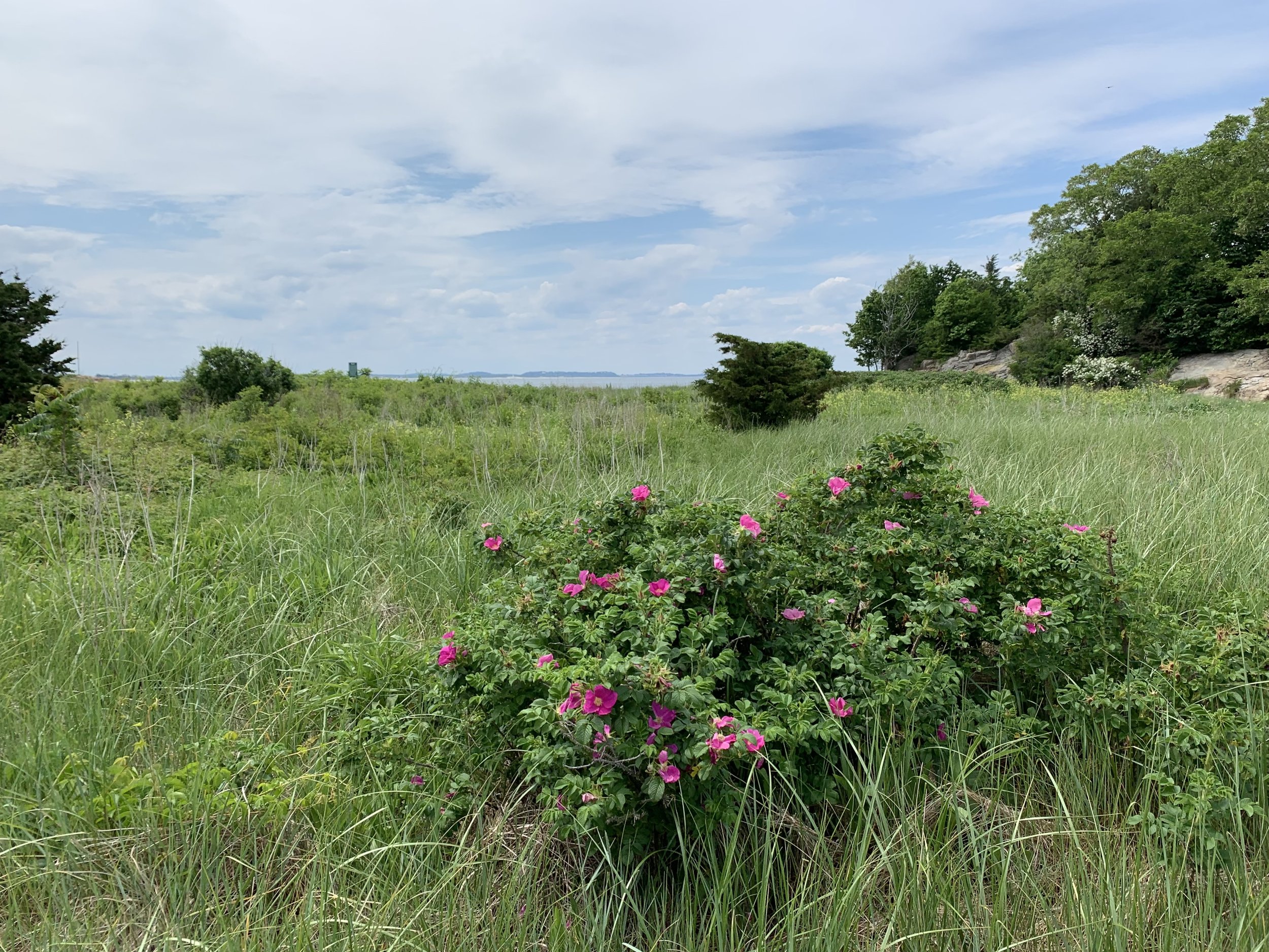  Roses in the beachgrass 