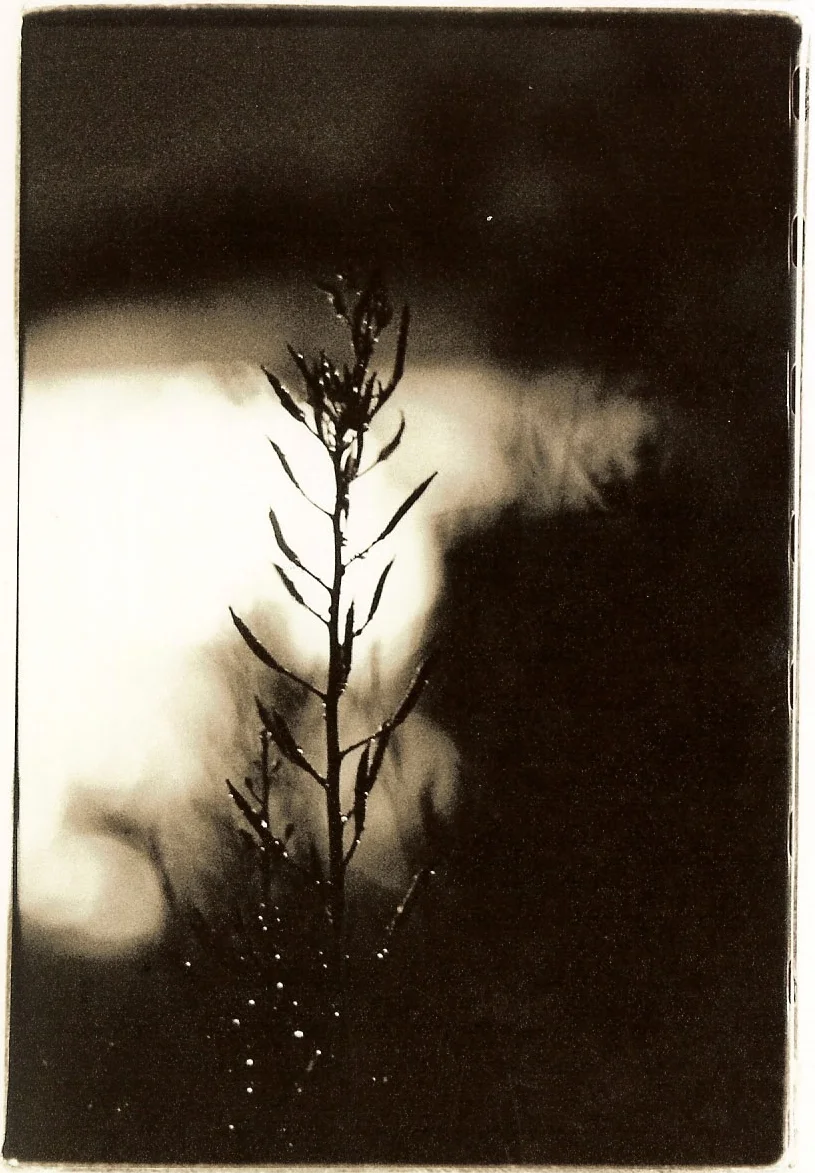 fallen rain, dark of night.jpg