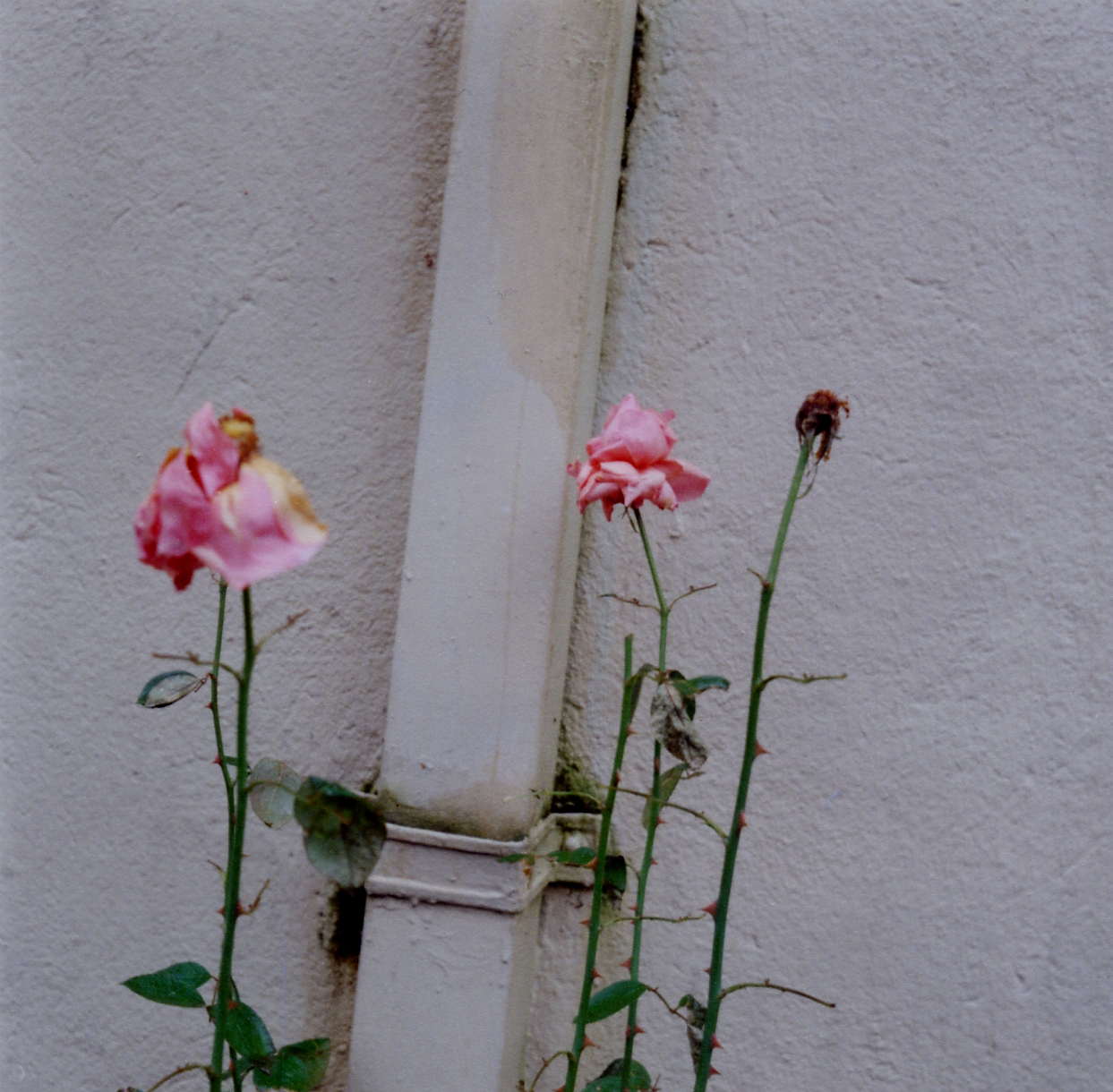 Glencoe roses.png