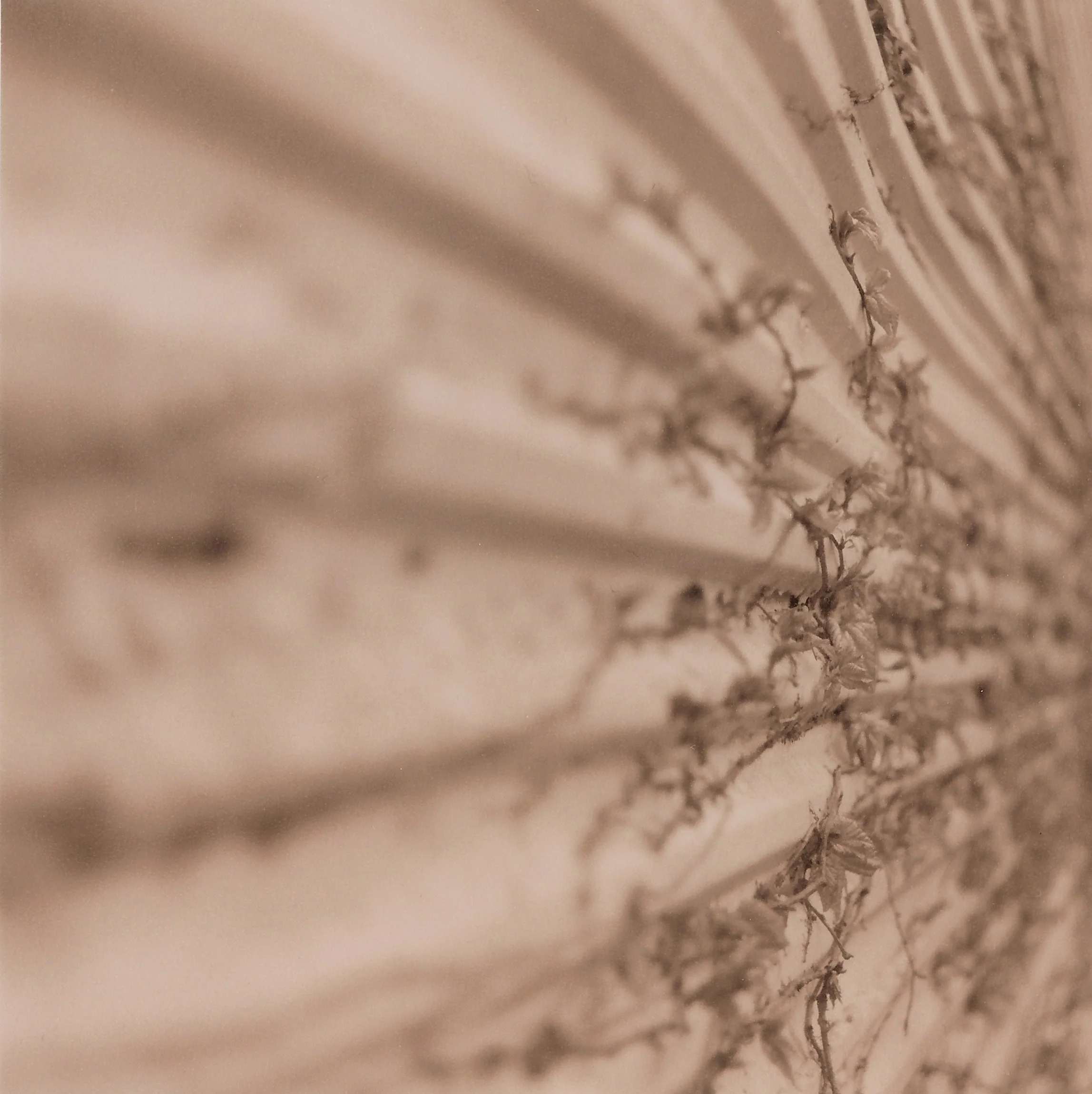 2618.IVY ON A RIPPLY WALL.jpg