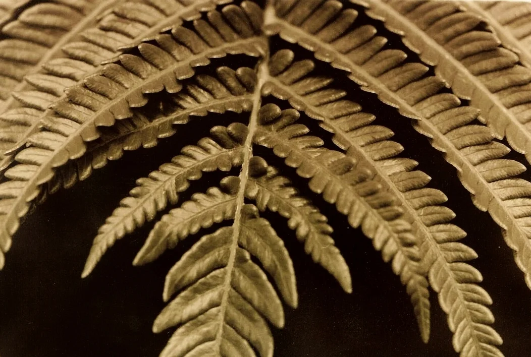 black fern.jpg