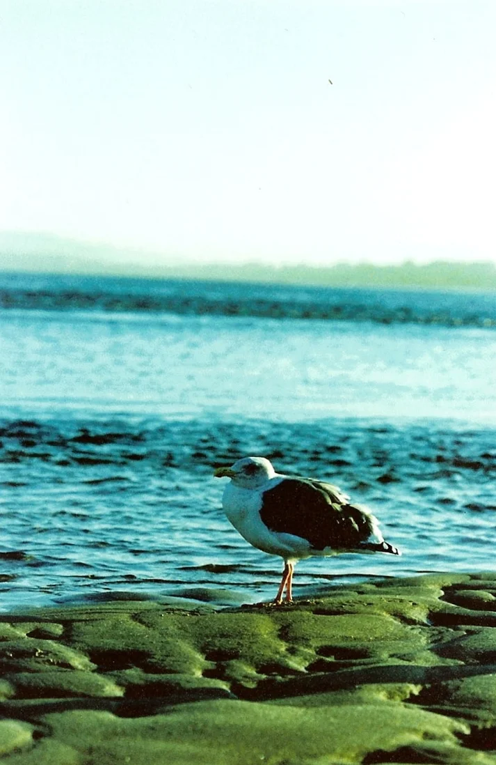 a bird on a beach in a town on a coast somewhere in the middle of wherever.jpg