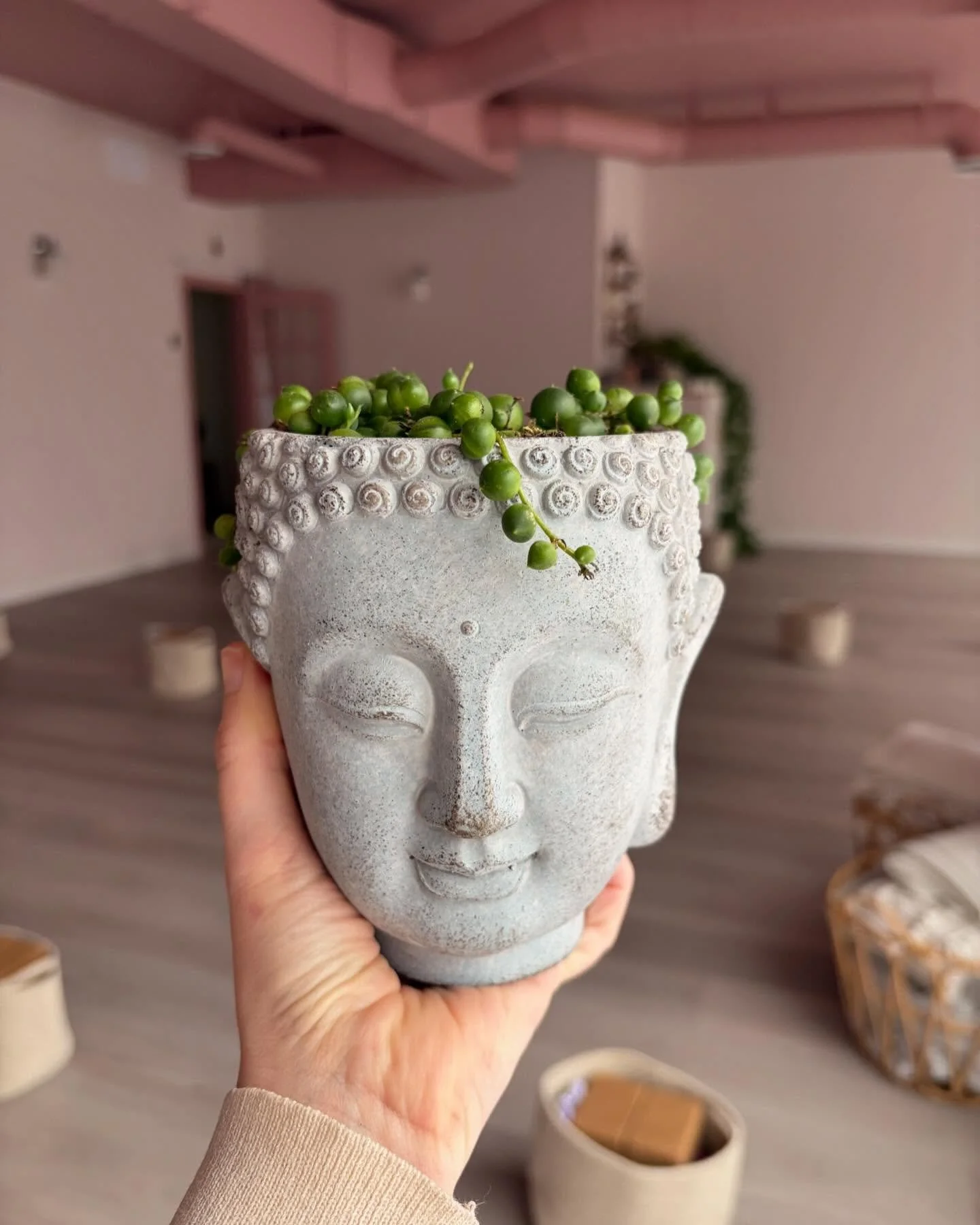 Our plant family needed a little extra love after that long, chilly winter 🥶

After classes and appointments today, I stayed behind to tend to them, clearing out the ones that didn&rsquo;t make it, repotting those that needed some care, and bringing