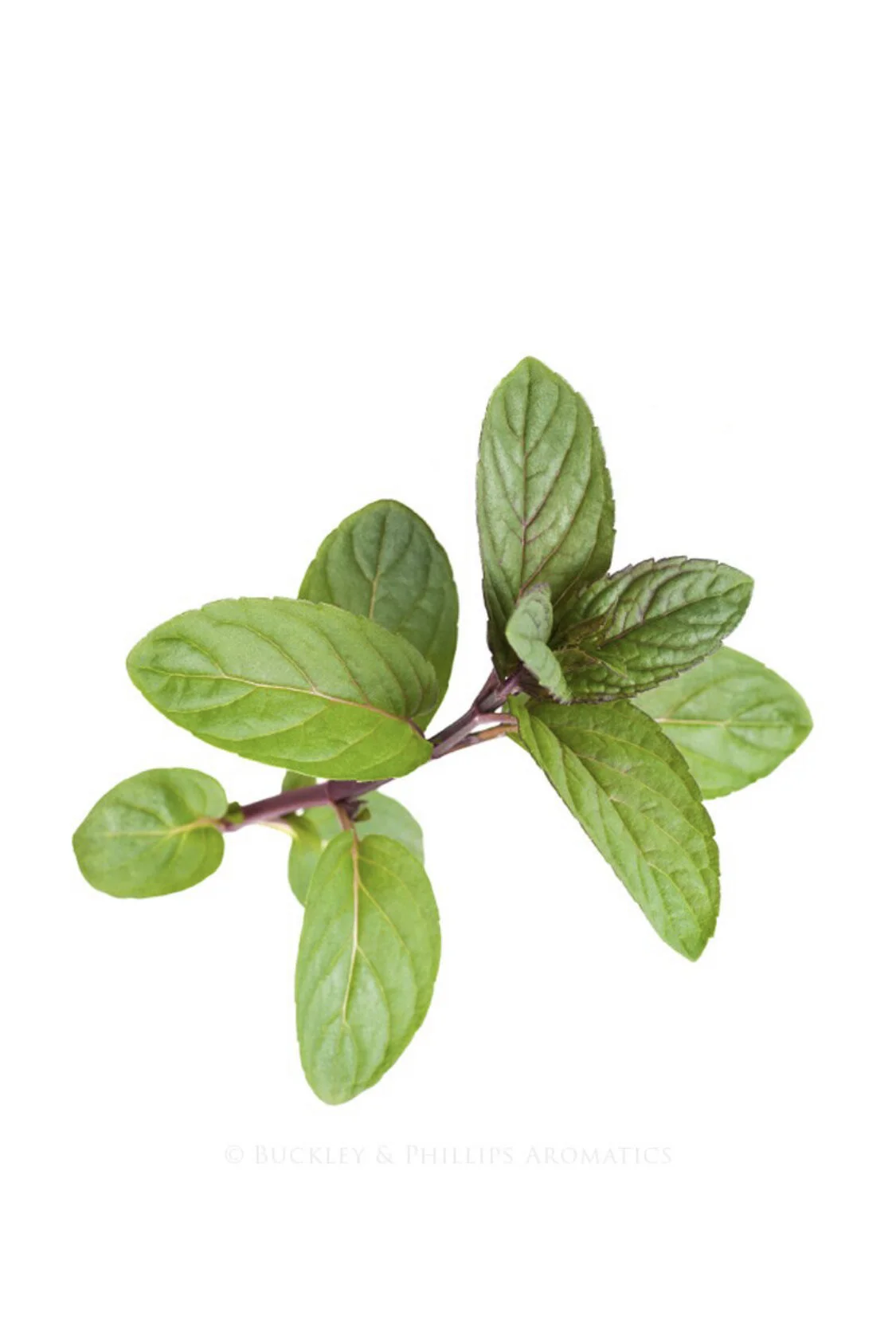 3197A31B-381C-40F5-A273-39E7D54CC552