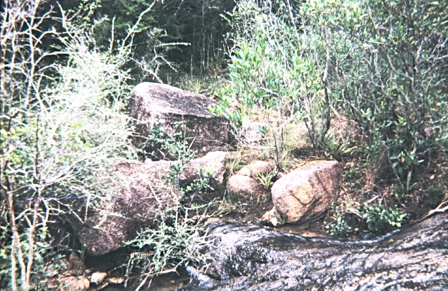 Fast Moving Stream Cobra Just Slipped Back Into the Jungle