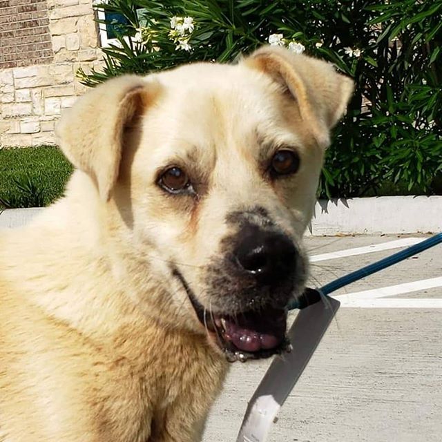 April needs a foster to show her what a real home feels like! She is blind, most likely due to her diabetes that were left untreated for so long.