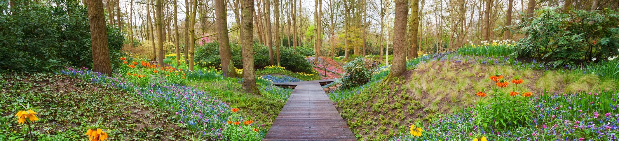 wooden-walkway-park-iStock-537463274 copy.jpg
