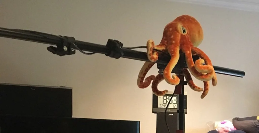 Corndog overlooking game setup on his old perch