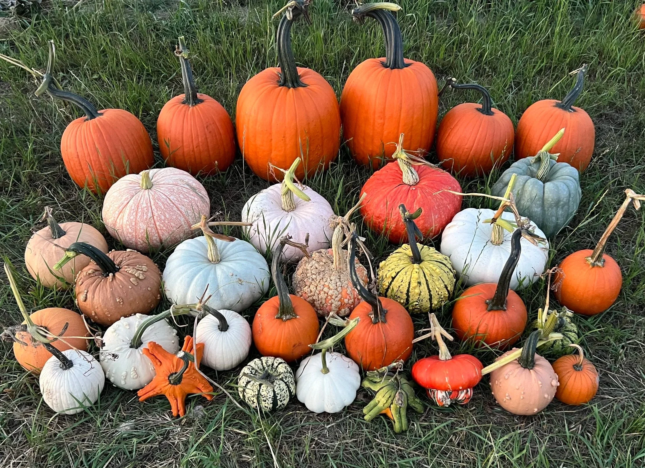 Pumpkins+For+Delivery25.jpg