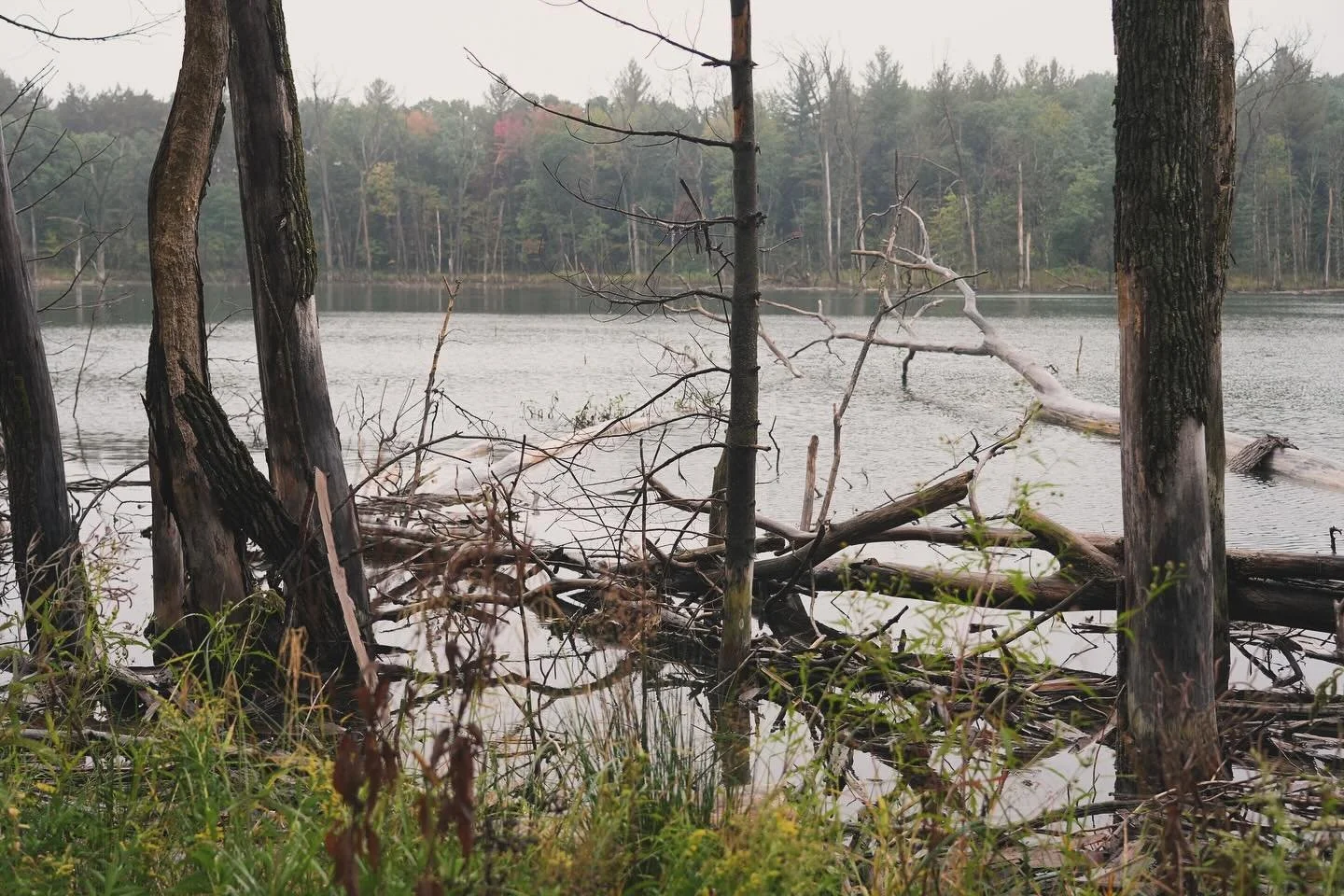 Foraging in the Northern woods, fungi reminds us why we love what we do. We sit to witness transitions, and yet surrounded with all ever changing decomposing elements, we see the beauty and the love in it. Fungi never ceases to amaze us!