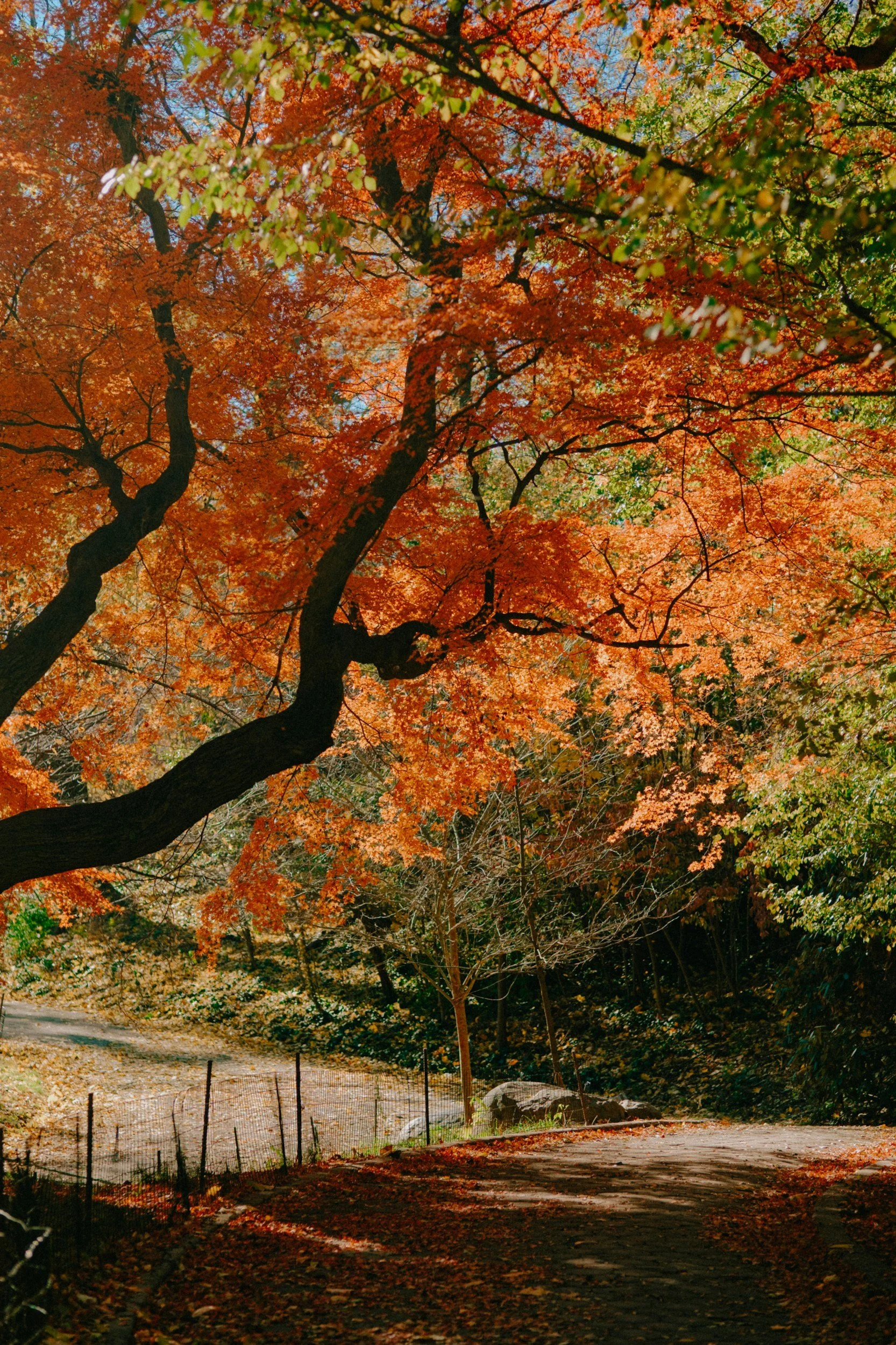 Fall Performances in Chicago &amp; New York 