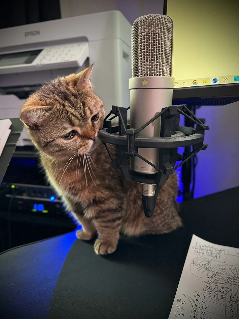 A cat sitting on a desk next to a large microphone with a pop filter attached, in front of a computer monitor and a printer.