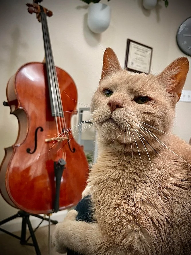 A close-up of a beige cat with a slightly grumpy expression, sitting in front of a cello in an indoor room.
