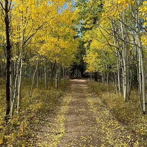 A dirt path through a forest with trees that have yellow and green leaves, some fallen leaves on the ground, and clear sky visible overhead.