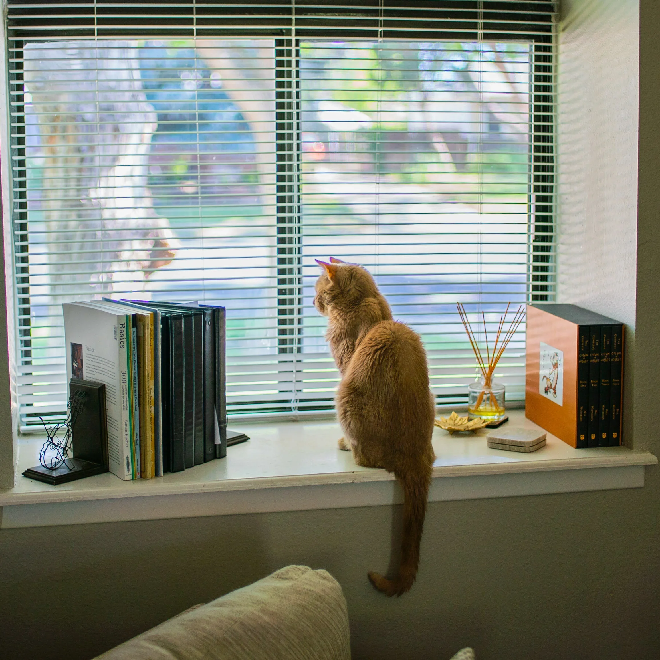 An orange tabby cat sitting on a windowsill, looking outside through closed blinds. The windowsill has several books, a reed diffuser, a hexagonal box, and a decorative wire sculpture of a cello.