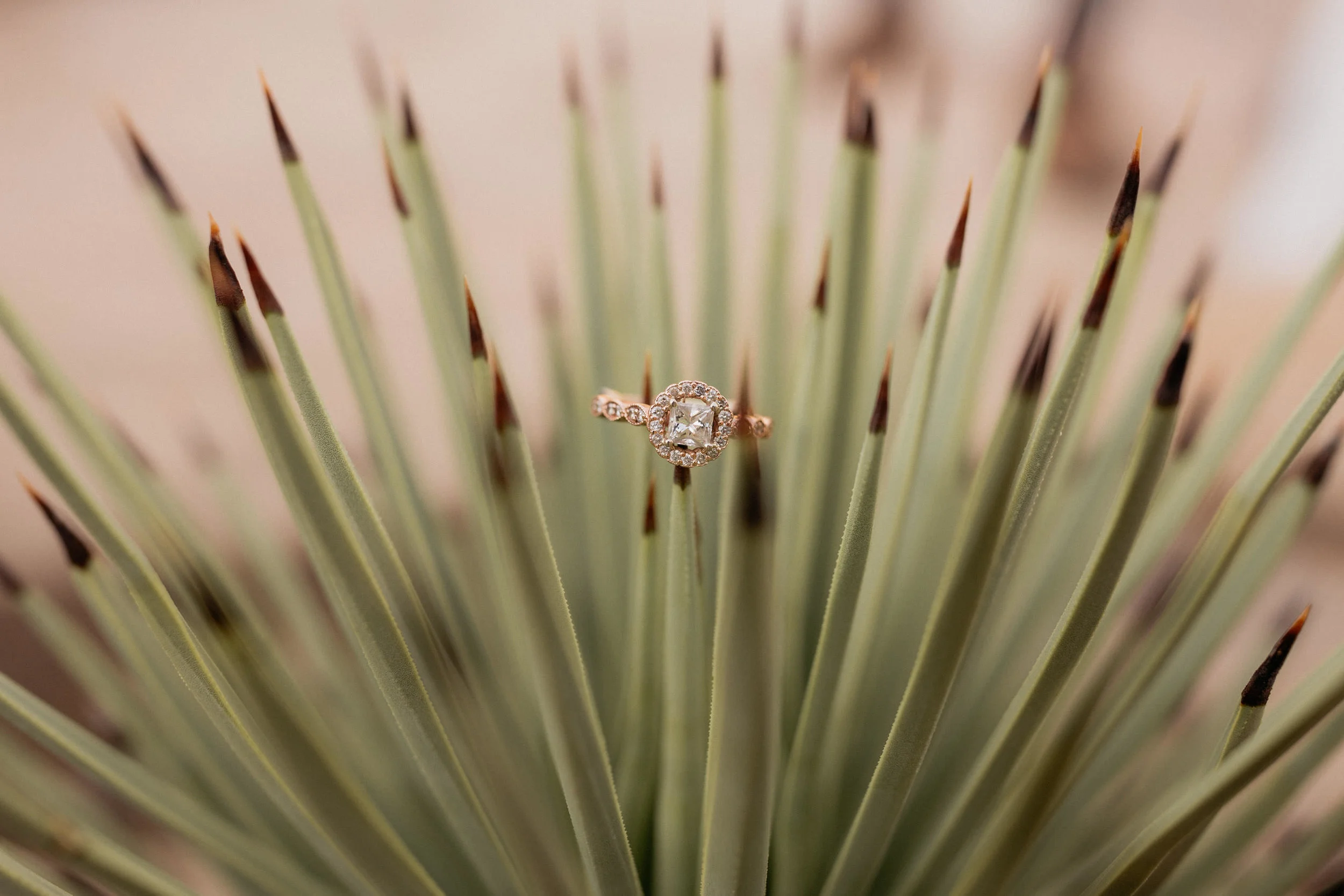 Joshua Tree Styled Shoot-72.jpg