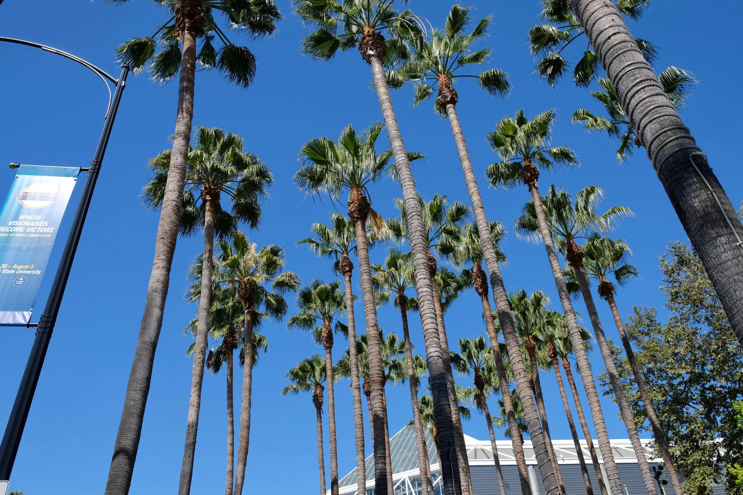 palm trees tickling clouds.jpg