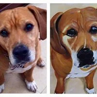 Pet portraits