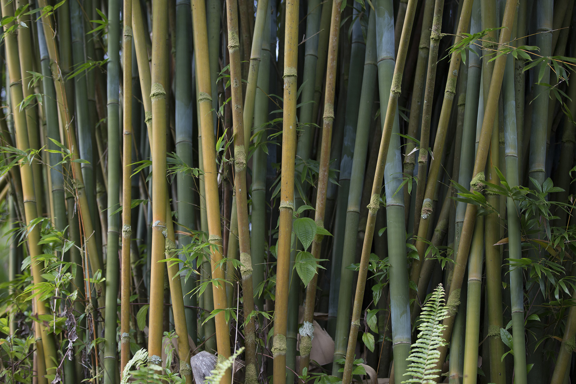 Bamboo Gardens