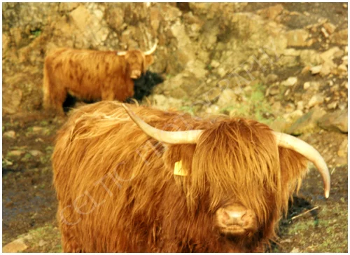 Highland Cow