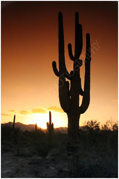 Saguaro National Forest, Tucson.