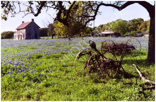 Texas Blue Bonnets Pic #1