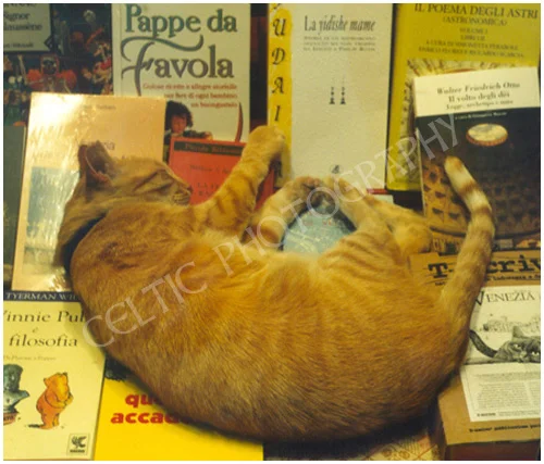 Puss in Books, Venice, Italy