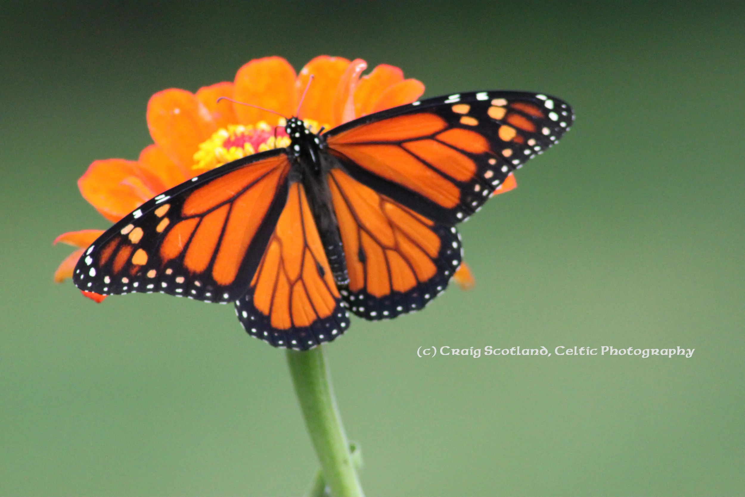 Monarch Butterfly: Waukesha Wisconsin