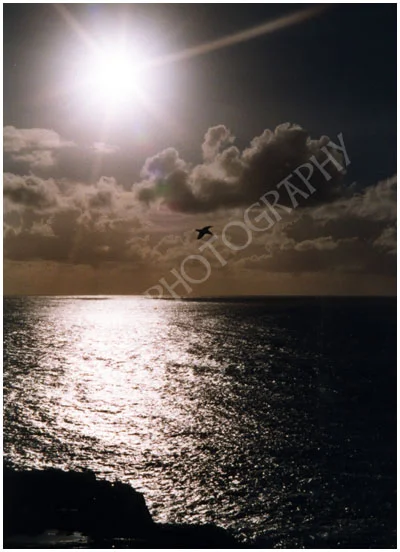 Atlantic bird, Co. Donegal.