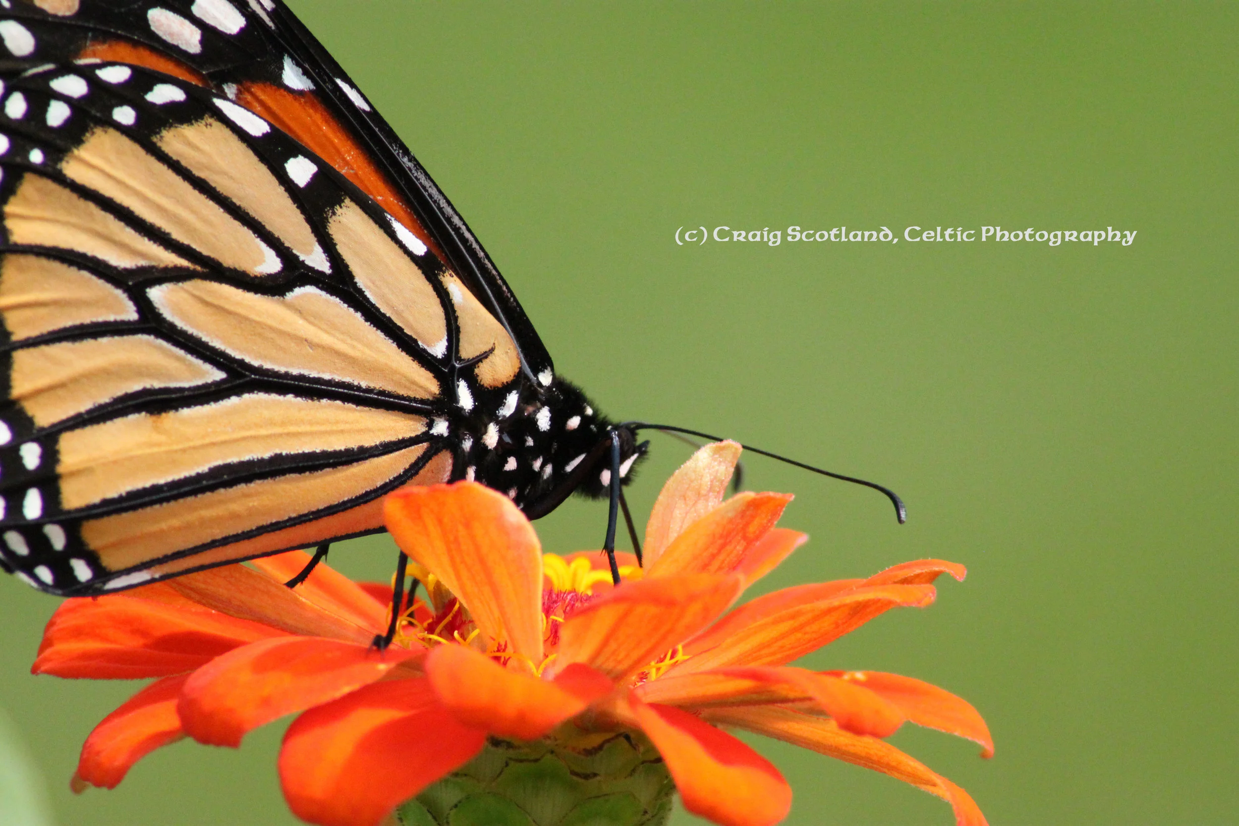 Monarch Butterfly: Waukesha Wisconsin Pic #3