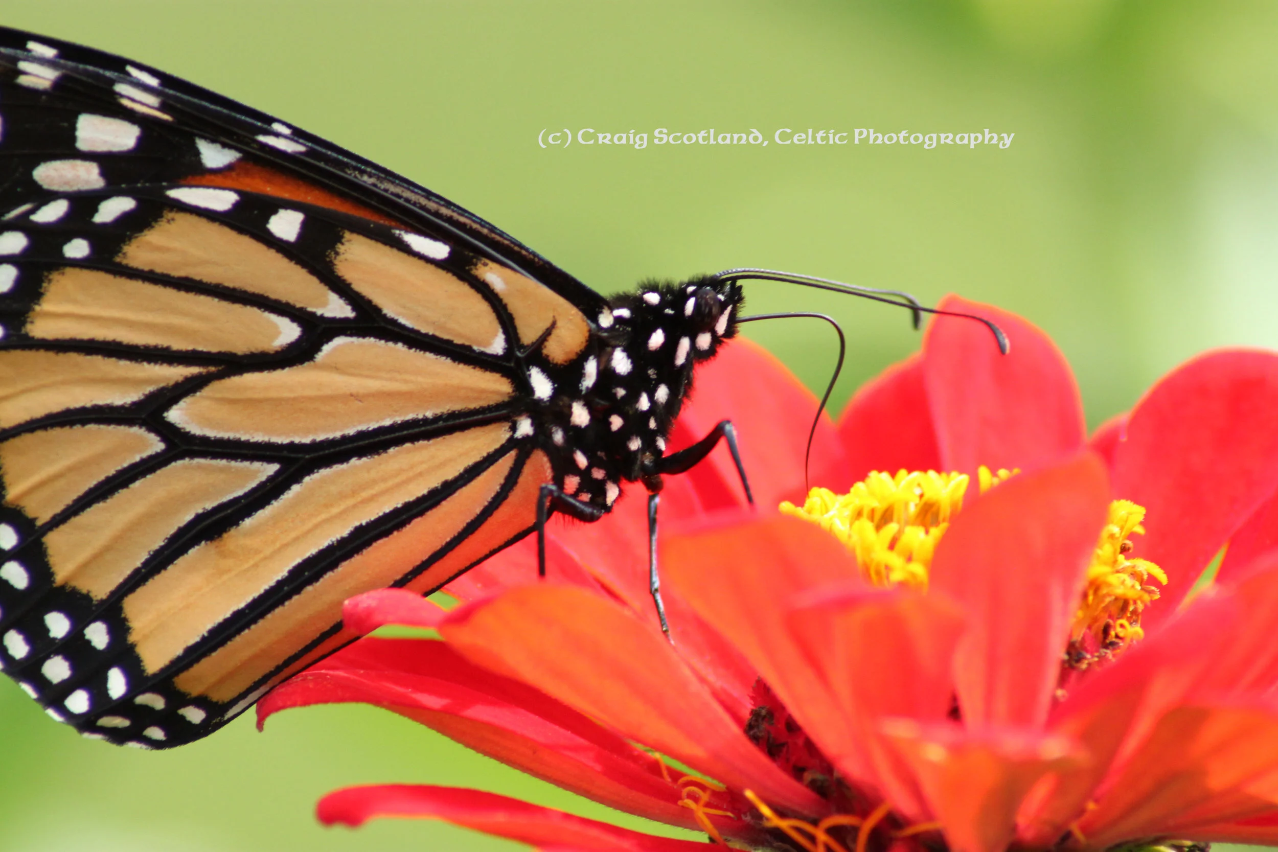 Monarch Butterfly: Waukesha Wisconsin Pic #4