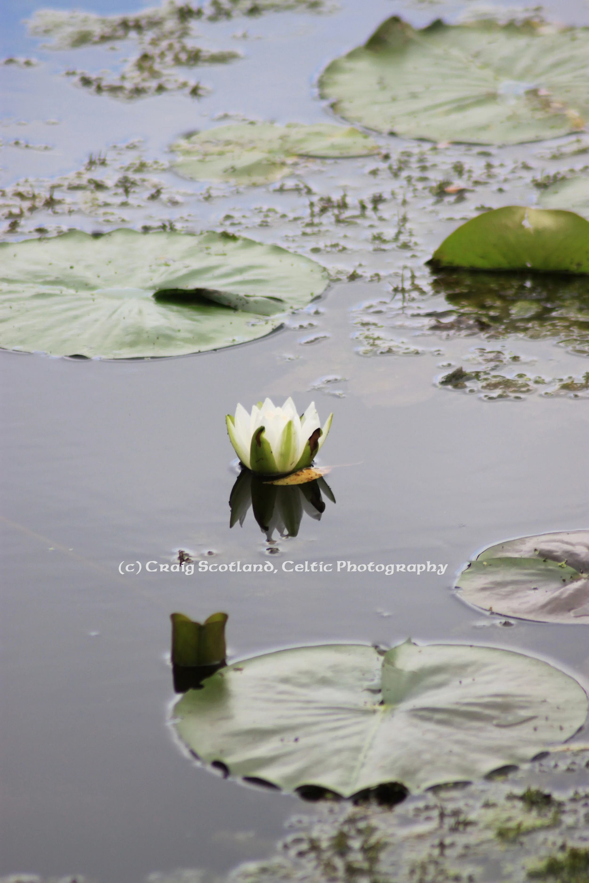 Lilly Pad Pic #1