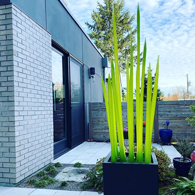 &ldquo;Citron Spears&rdquo; Seattle installation!!🌞#jessekellyglass.com #jessekellyglass #seattle #design #glassart #glasssculpture #contemporaryart #fun #livelife #sunshine #love