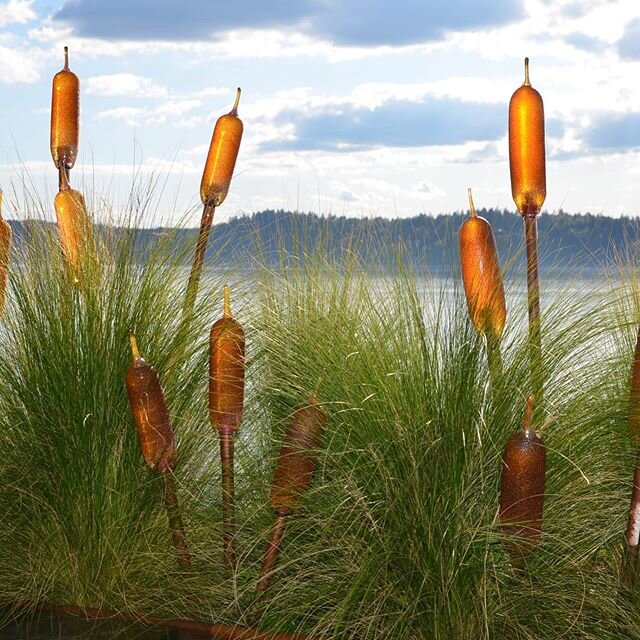 Cattails!!🔥 beautiful glass amber and gold cattails! #jessekellyglass #seattle #glass #glassart #cattails  #beautiful #vibrant #fun #life available for shipping and local pick up. Dm or contact me on my website Jessekellyglass.com