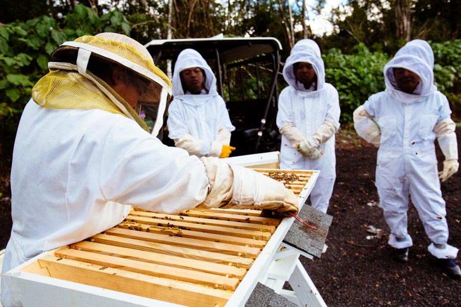 Beekeeping-in-Hawaii-3.jpg